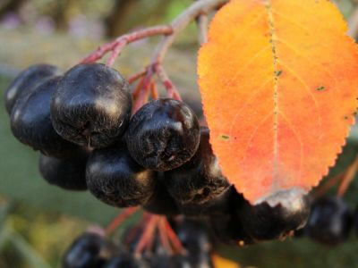 Как мы с Витей занимались виноделием? - shkolazhizni.ru