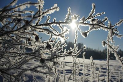 Изморозь: как и почему она появляется? - shkolazhizni.ru