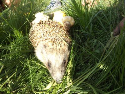 Какие заблуждения связаны с ежами? - shkolazhizni.ru