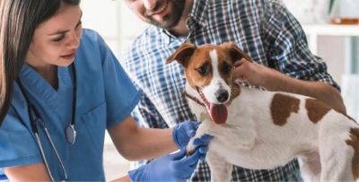 Ветеринар на дом: снижение стресса и защита от инфекций у питомца - nashsovetik.ru