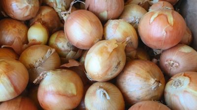 Экономия времени: где на самом деле нужно хранить лук, чтобы он не портился месяцами - belnovosti.by
