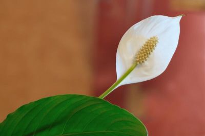 Какие комнатные растения приносят семейное счастье? - shkolazhizni.ru