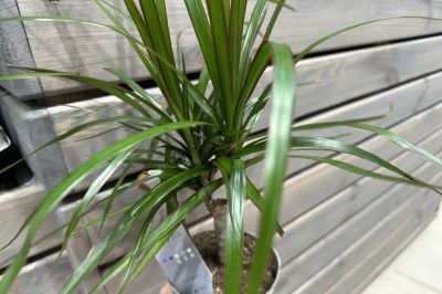 Почему не стоит выливать воду от варки картофеля: секрет для цветов и уборки - belnovosti.by