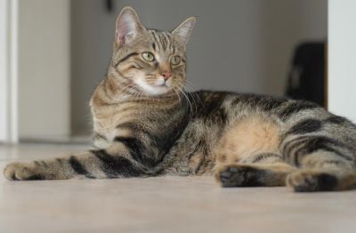 Почему в Древнем Египте кошек считали священными животными? - shkolazhizni.ru - Египет