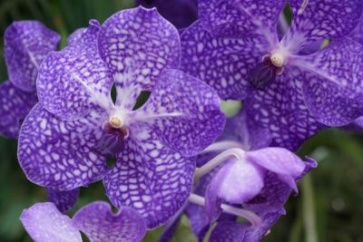 Орхидея Калипсо и нимфа Калипсо. Что их роднит? - shkolazhizni.ru - Индия - республика Алтай