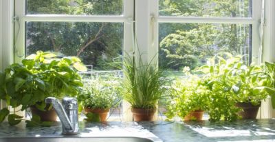 Выращивание пряных растений на подоконнике: оптимальные сорта и агротехника - nashsovetik.ru