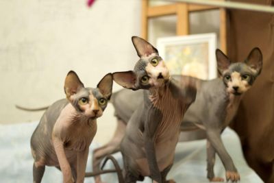 Как определить породу кошки? - shkolazhizni.ru