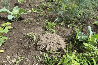 Чем полоть сорняки, чтобы они не лезли месяц: дедовский метод - belnovosti.by