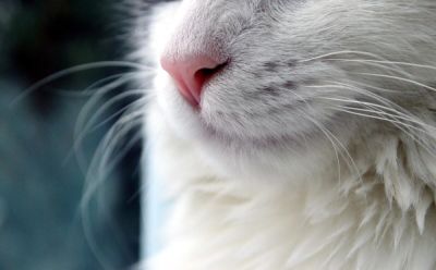 Кулинарная революция по-кошачьи. Часть 1. Как живётся в тени пушистого гения? - shkolazhizni.ru