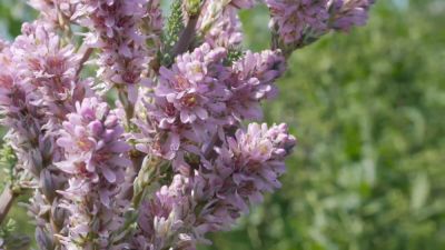 Розовое облако в вашем саду. Как ухаживать за мирикарией? - shkolazhizni.ru