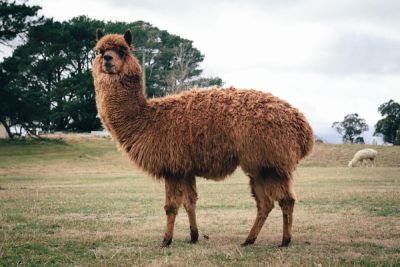 Альпака. Чем необычно это животное? - shkolazhizni.ru - Россия - Сша