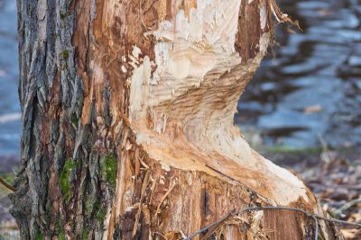 За что бобра уважали и... истребляли? - shkolazhizni.ru