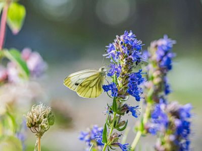 Как выращивать иссоп? - shkolazhizni.ru