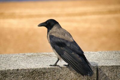 Как люди и птицы могут помочь друг другу? - shkolazhizni.ru