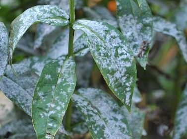 Профилактика мучнистой росы на флоксах с помощью фунгицидов - liveinternet.ru