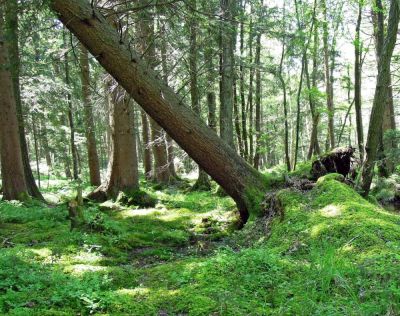 Чем опасны упавшие деревья? - shkolazhizni.ru