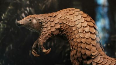 Панголины. Как живут современные ящеры? - shkolazhizni.ru - Китай - Индия