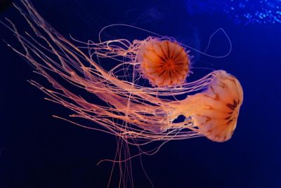 На заметку отдыхающим у моря. Чем и когда опасны медузы? - shkolazhizni.ru - Корейская