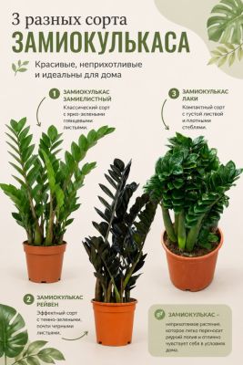 Три сорта замиокулькаса и уход за ними.. - liveinternet.ru
